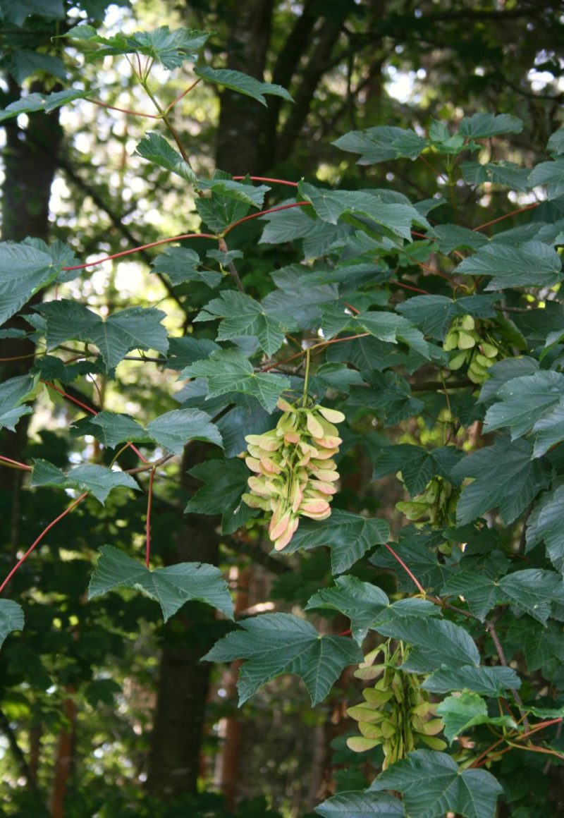 Bergahorn - Acer pseudoplatanus - Bürgerwald Eggenfelden